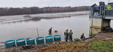 Svitavy Rosnička (1).jpg